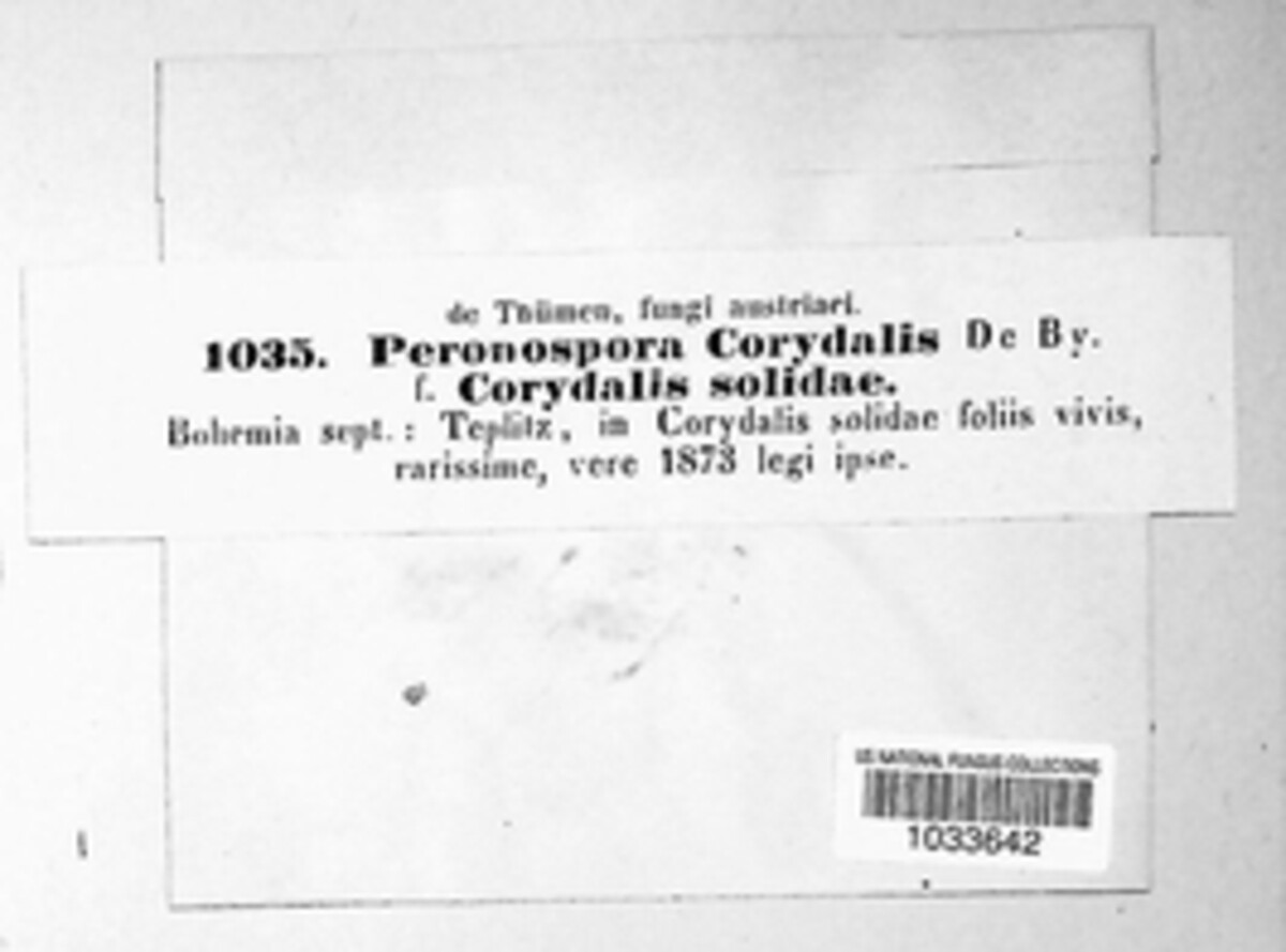 Peronospora corydalis image